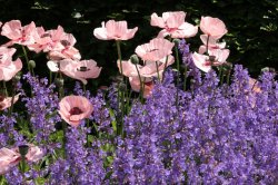 Scampston Gardens009b Wallpaper