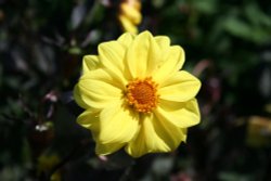 In the Botanic Gardens Wallpaper