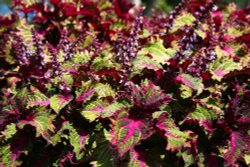 In the Botanic Gardens Wallpaper