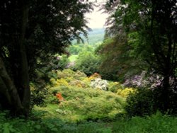 The Azalia dell Wallpaper