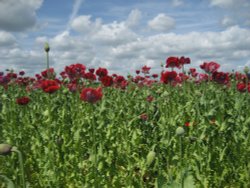 Poppies