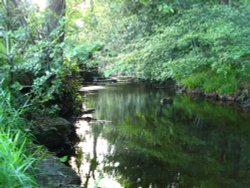 Reflections in the Stream Wallpaper