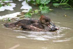 Hooded Merganser catches it's lunch. Wallpaper