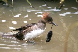 Hooded Merganser with it's lunch. Wallpaper