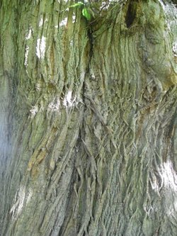 Oak Bark