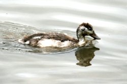 Common Shelduck Chick. Wallpaper