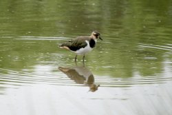 Lapwing Chick. Wallpaper