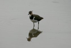 Lapwing Chick. Wallpaper