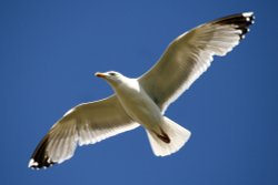Herring Gull. Wallpaper