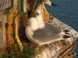 The Mumbles Wallpaper