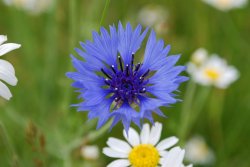 Cornflower Wallpaper
