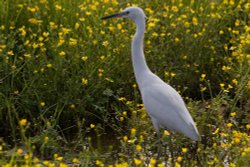 Little Egret Wallpaper