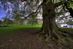 Contemplation at Mote Park Wallpaper