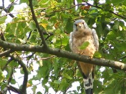 Eastcote Village Wallpaper