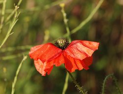 Single poppy, Croughton, Northants. Wallpaper