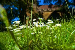 Daisies by the Church Wallpaper