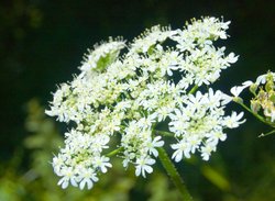 Summer flower Wallpaper