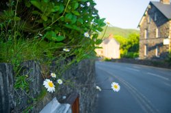 Dasies