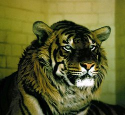 Old photo from 1977 London Zoo Wallpaper