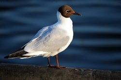 Thatcham, Berkshire Wallpaper