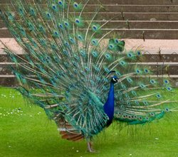 Peacock fan Wallpaper