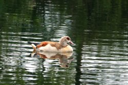 Egyptian Goose. Wallpaper