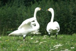 Bewick's Swans. Wallpaper
