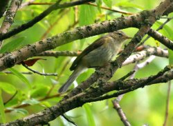 Chiffchaff. Wallpaper