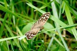 Speckled Wood Butterfly. Wallpaper