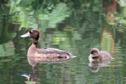Tufted Duck female with chick. Wallpaper