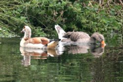 Egyptian Goose and Friend. Wallpaper