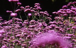 Flowers in Beaulieu Wallpaper