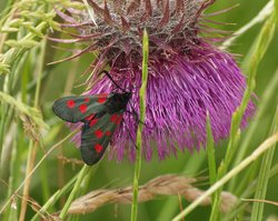 5 Spot Burnet Moth, White Horse Downs, Uffington, Oxon.