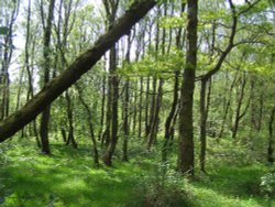 Woods Near Ennerdale Bridge