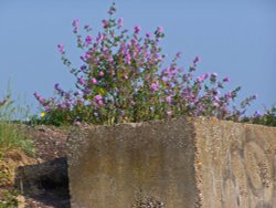 Wildflowers at North Fambridge