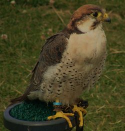 Falcon