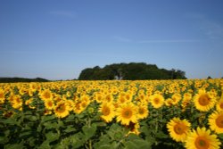 Sunflowers in Rudloe, Wiltshire