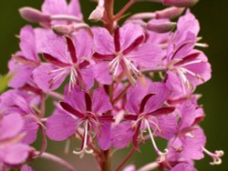 Rose Bay, Fenny Compton Tunnel, Oxford Canal, Warwickshire
