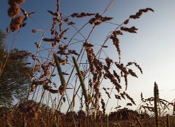 Grasses, Twyford, Bucks Wallpaper