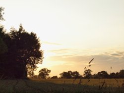 Evening sunshine, Twyford, Bucks Wallpaper