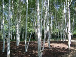 Silver Birch trees Wallpaper