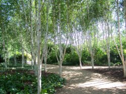 Silver Birch Wallpaper