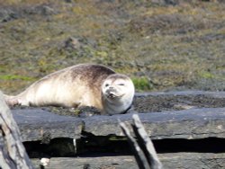 Seal pup sunbathing