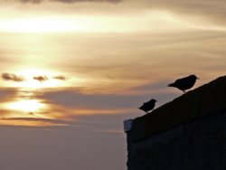 Two birds enjoying the sunrise Wallpaper