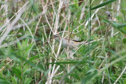 Sedge Warbler Wallpaper
