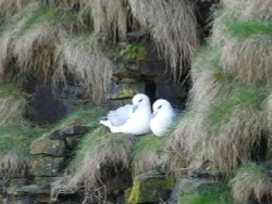 Nesting Fulmars