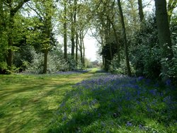 Blickling bluebells Wallpaper