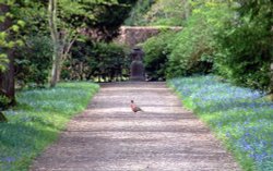 Pheasant and bluebells at Blickling Hall