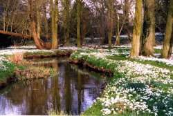 Snowdrop display Walsingham Abbey grounds Wallpaper