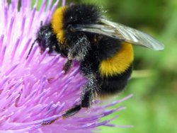 Bee and Flora - Eastcote Village Wallpaper